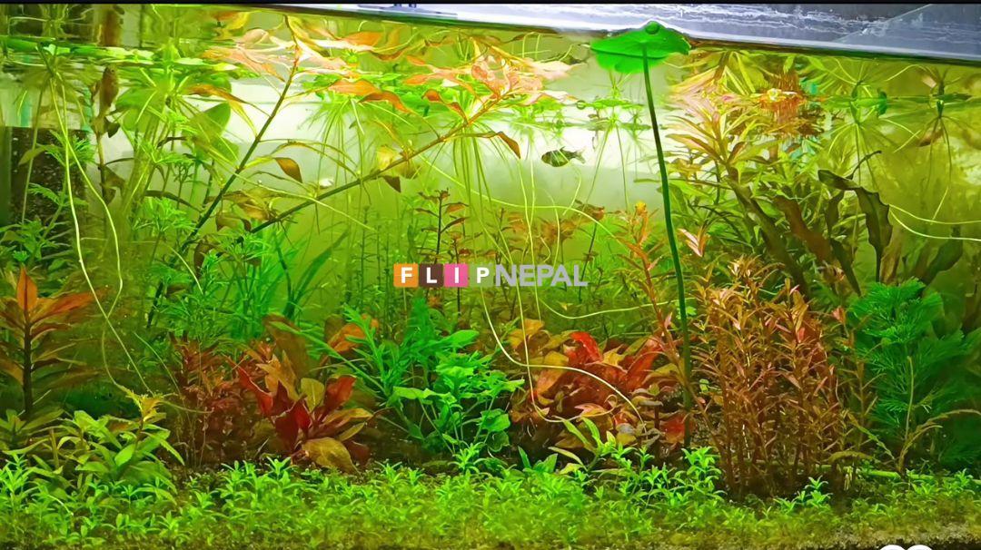 Aquascaping